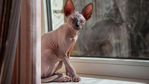 Sphynx katt står på en fönsterbräda