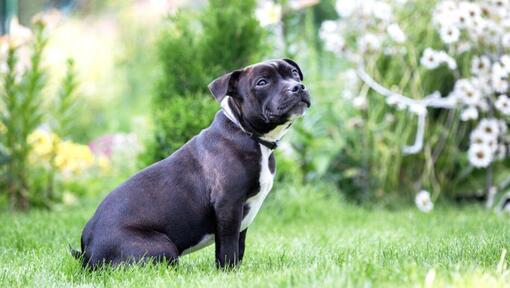 Staffordshire Bullterrier sitter på gräset