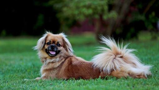 Tibetansk spaniel liggande på gräset