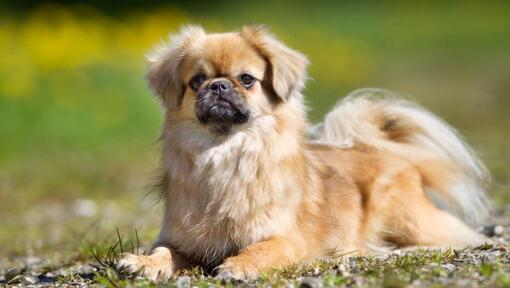 Tibetansk spaniel ligger på gräset och fokuserar på något