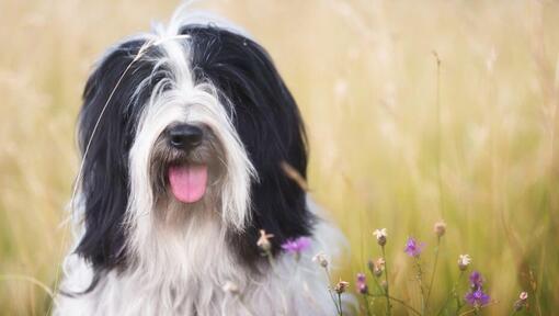 Tibetansk Terrier som spelar på fältet