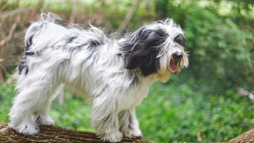 Tibetansk terrier som leker i skogen