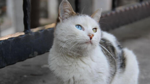 Turkish Van katten sitter på balkongen