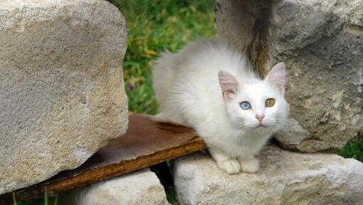 Turkish Van katt sitter i trädgården