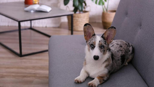 Walesiska Corgi liggande på soffan