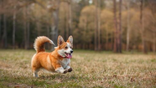 Welsh Corgi springer i skogen