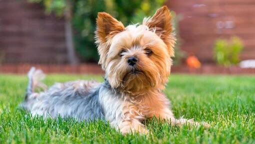 Yorkshireterrier liggande på gräset