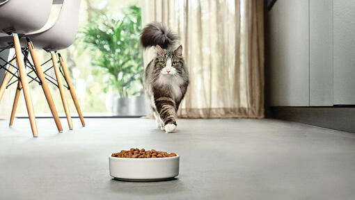 Katt närmar sig skål med mat i modernt kök