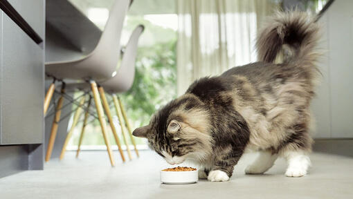 katt äter från en skål