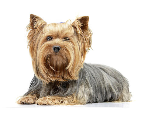 Yorkshireterrier Mobil