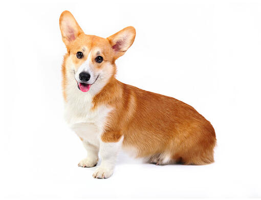 Welsh Corgi (Pembroke) Mobil