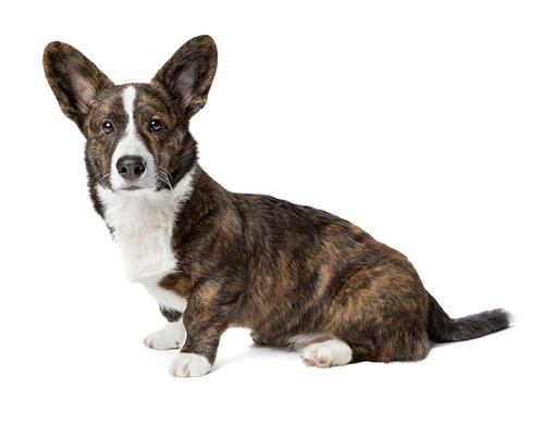Welsh corgi (cardigan)