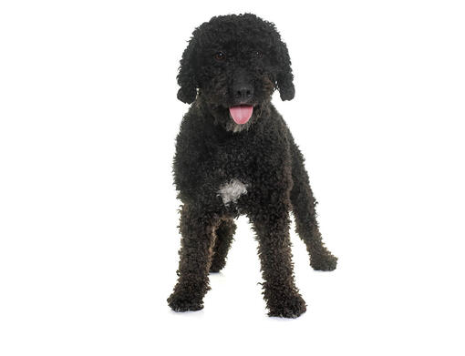 Spansk vattenhund