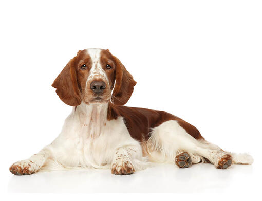 Welsh Springer Spaniel Mobil