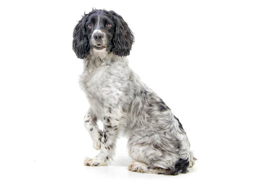 Engelsk Springer Spaniel 