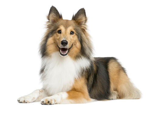 Shetland Sheepdog Mobil