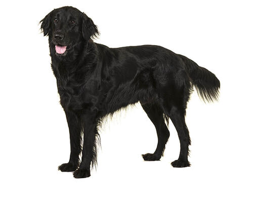 Flatcoated retriever