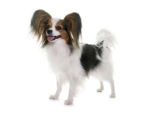 Flipper Bror dump Papillon - Information om hundrasen | Purina