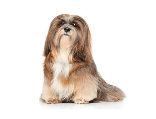 Lhasa Apso mobil