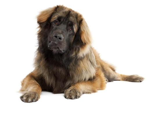 Leonberger mobil