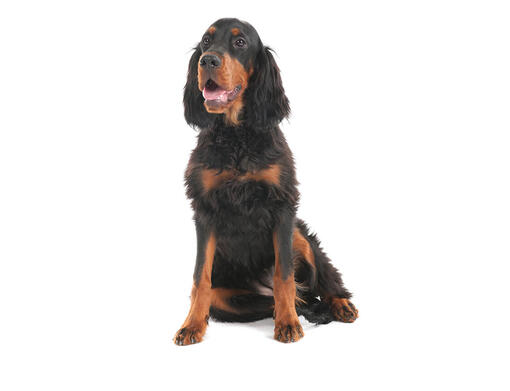 Gordonsetter