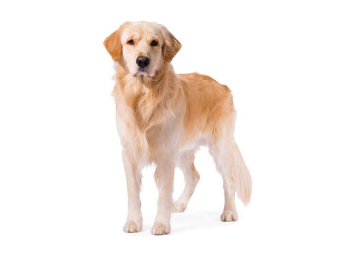 Golden retriever