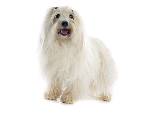 Coton de tuléar