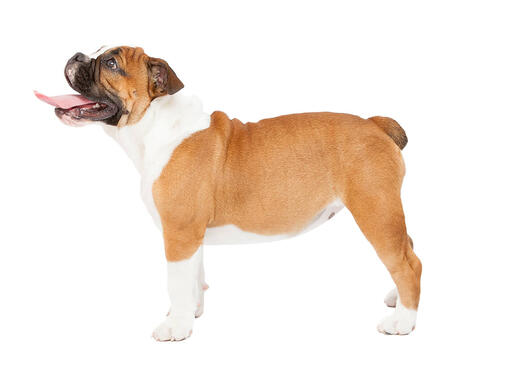 Bulldogg