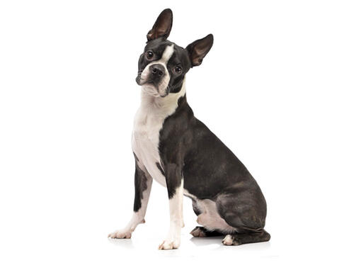 Bostonterrier