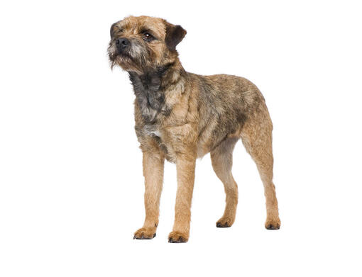 Borderterrier