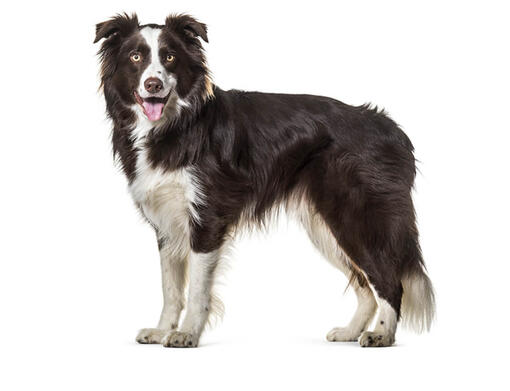 Border collie