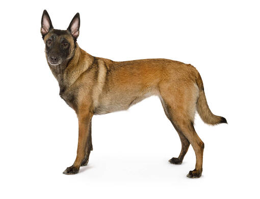 Belgisk vallhund/ Malinois