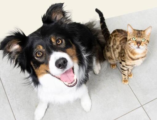 Hund och katt tittar uppåt