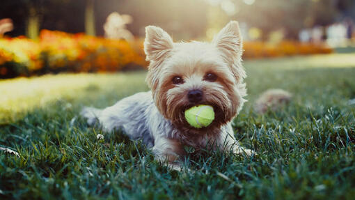 Hund som lägger på gräset med tennisboll
