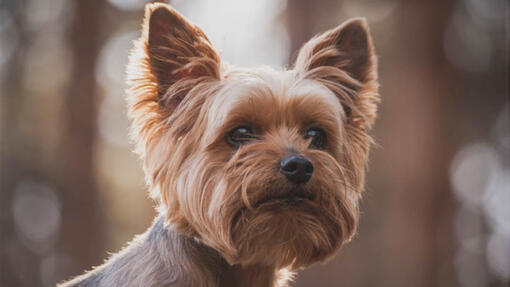 Yorkshire Terrier tittar i fjärran