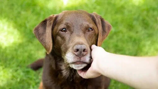 Labrador tittar på ägaren