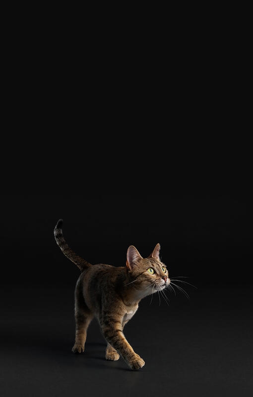 Katt på svart bakgrund