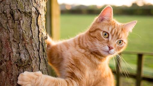 Ingefära katt klättrar i ett träd