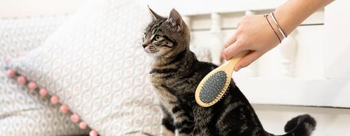 kattunge blir ansad