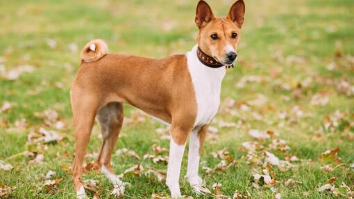 Brun basenji stående på gräs.