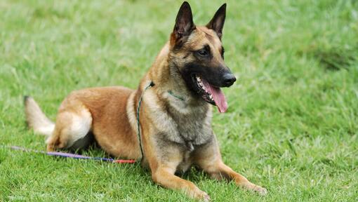 Belgisk vallhund/malinois på gräset