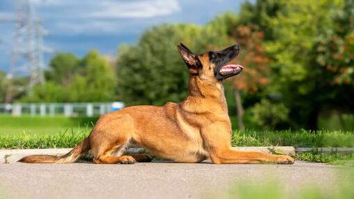 Belgisk vallhund/malinois slår upp