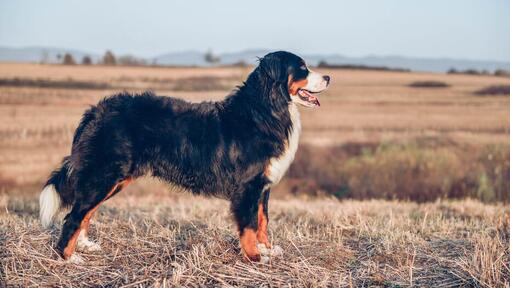 Berner sennenhund