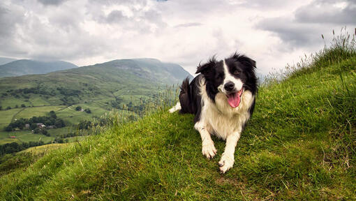 Border collie