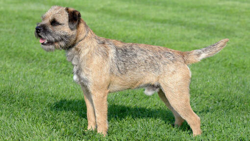 border terrier står rakt på gräsmattan