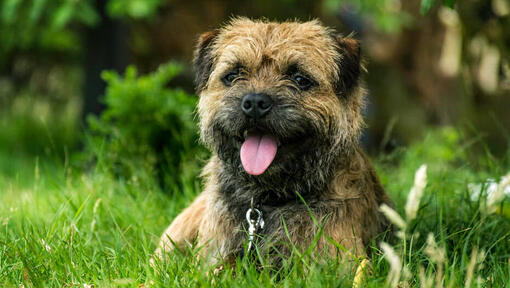 border terrier valp liggande i gräset