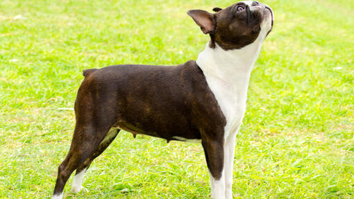 boston terrier tittar upp