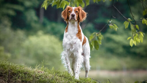 Breton - Information | Purina