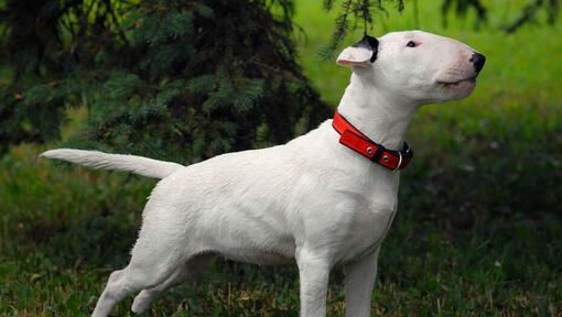 Bullterrier står på gräset