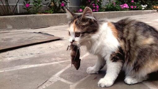 katt med en mus i munnen